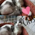 Maple