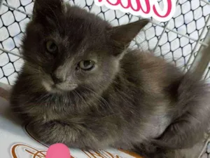 Gato raça SRD  idade 2 a 6 meses nome Mash