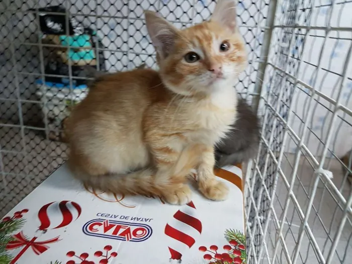 Gato ra a SRD  idade 2 a 6 meses nome Olaf