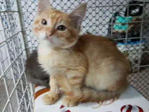 Gato raça SRD  idade 2 a 6 meses nome Olaf