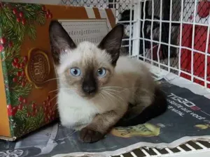 Gato raça SRD  idade 2 a 6 meses nome Jheff