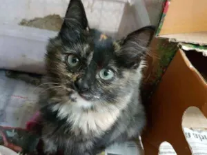 Gato raça SRD  idade 2 a 6 meses nome Georgea