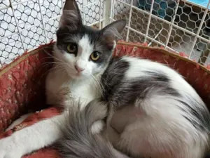 Gato raça SRD  idade 2 a 6 meses nome Maple