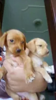 Mel e Lua