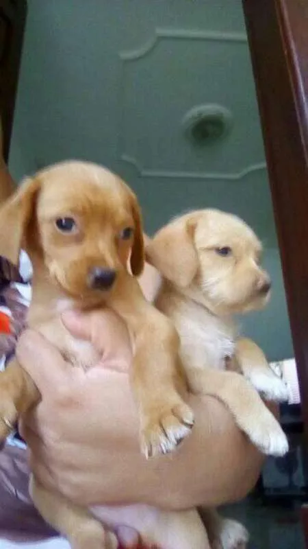 Cachorro raça Indefinida idade Abaixo de 2 meses nome Mel e Lua