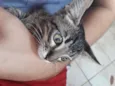 Grayzú