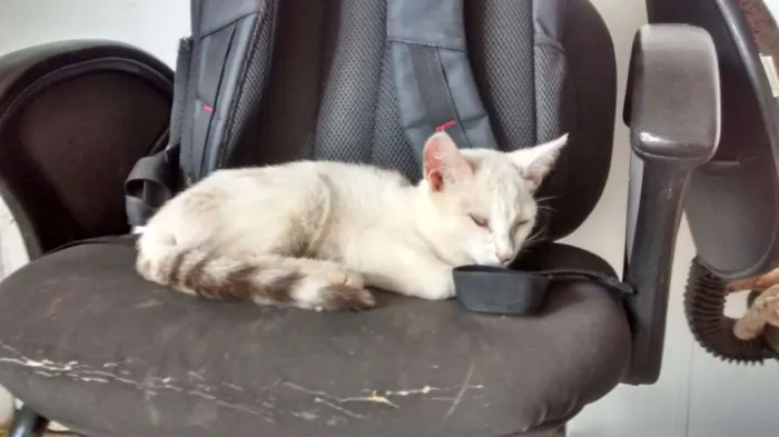 Gato ra a  idade 2 a 6 meses nome Sem Nome 