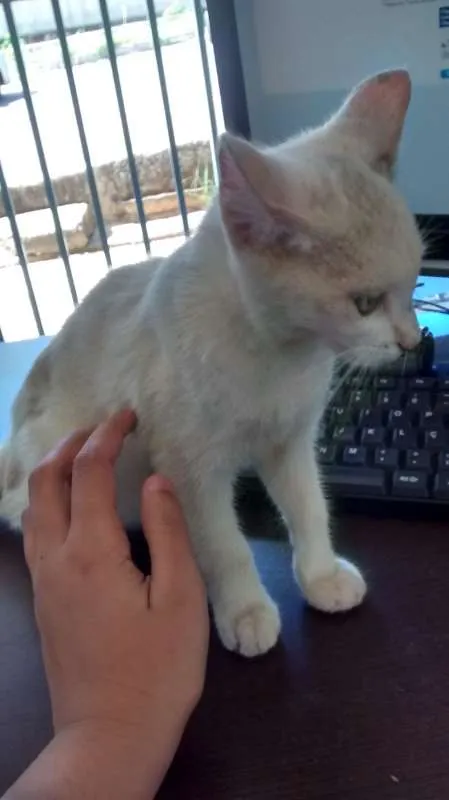 Gato ra a  idade 2 a 6 meses nome Sem Nome 