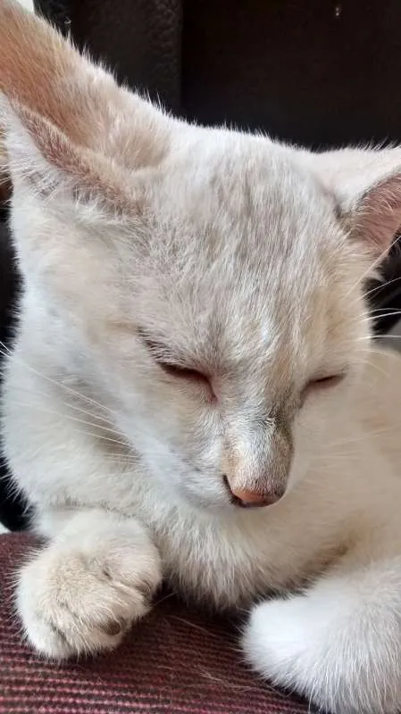 Gato ra a  idade 2 a 6 meses nome Sem Nome 