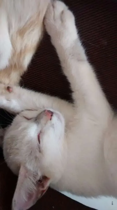 Gato ra a  idade 2 a 6 meses nome Sem Nome 