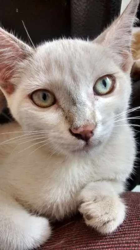 Gato ra a  idade 2 a 6 meses nome Sem Nome 