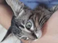 Grayzú