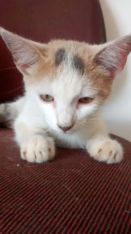 Gato ra a  idade 2 a 6 meses nome Sem Nome 