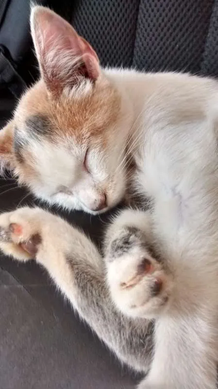 Gato ra a  idade 2 a 6 meses nome Sem Nome 