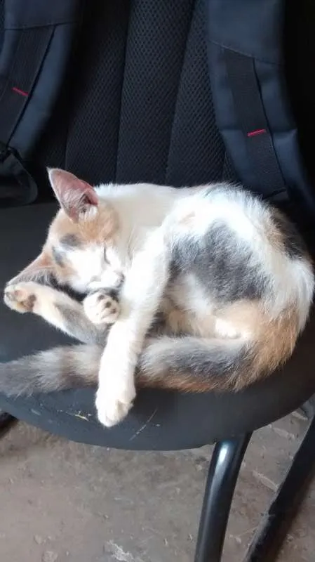 Gato ra a  idade 2 a 6 meses nome Sem Nome 