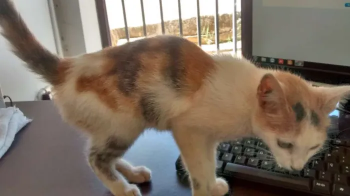 Gato ra a  idade 2 a 6 meses nome Sem Nome 