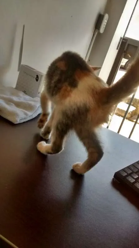 Gato ra a  idade 2 a 6 meses nome Sem Nome 