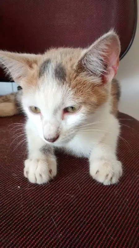 Gato ra a  idade 2 a 6 meses nome Sem Nome 
