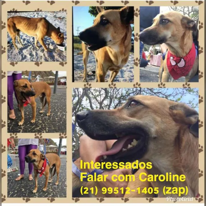 Cachorro ra a SRD idade 2 a 6 meses nome Teco