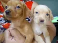 Mel e Lua