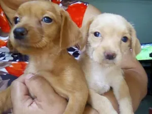 Cachorro raça Indefinida idade Abaixo de 2 meses nome Mel e Lua