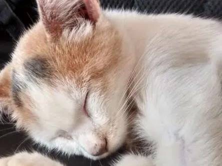 Gato ra a  idade 2 a 6 meses nome Sem Nome 