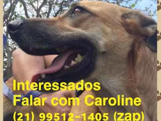 Cachorro ra a SRD idade 2 a 6 meses nome Teco
