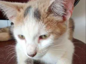 Gato raça  idade 2 a 6 meses nome Sem Nome 