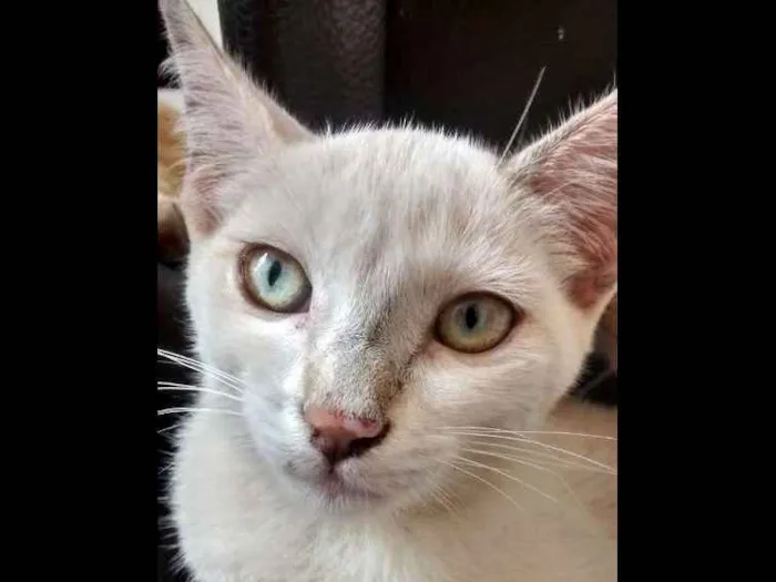 Gato ra a  idade 2 a 6 meses nome Sem Nome 