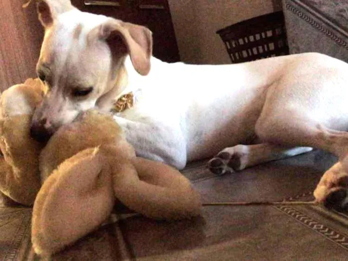 Cachorro ra a Não tem raça  idade 7 a 11 meses nome Lua