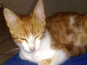 Gato raça  idade 2 a 6 meses nome Leao