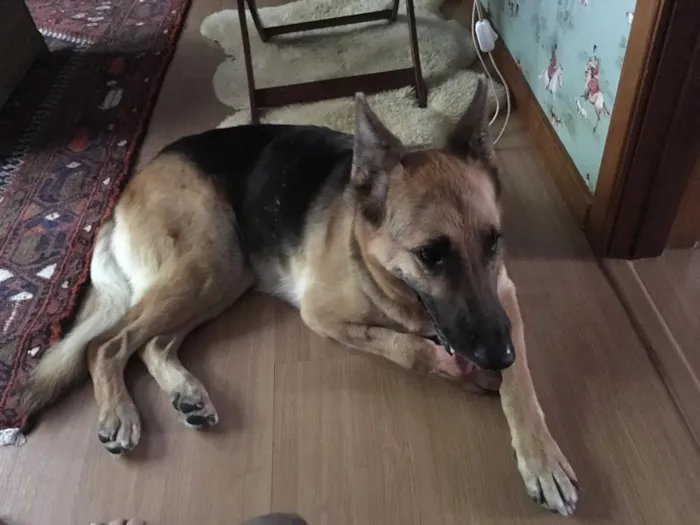 Cachorro ra a Pastor Alemão idade  nome Gerda