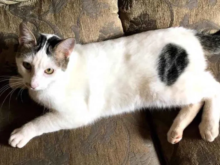 Gato ra a sem raça definida idade 1 ano nome Áries