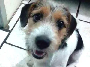 Cachorro raça Fox Paulistinha / Shitzu idade 2 a 6 meses nome Teddy