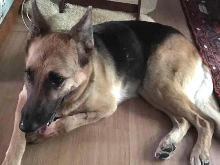 Cachorro ra a Pastor Alemão idade  nome Gerda