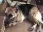 Cachorro raça Pastor Alemão idade  nome Gerda