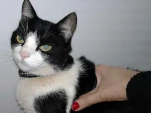 Gato raça SRD idade 2 anos nome Mil/Mimi (castrados)