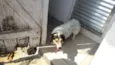 Paquito