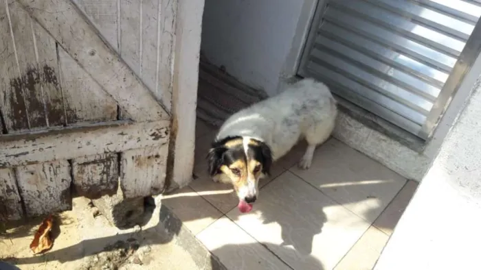 Cachorro ra a Raça não Definida idade 6 ou mais anos nome Paquito