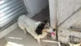 Paquito