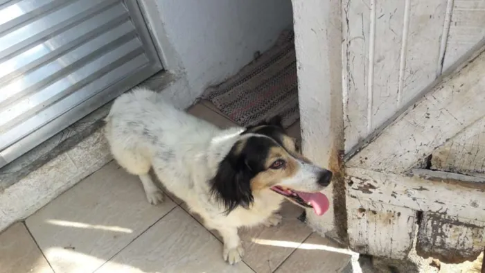 Cachorro ra a Raça não Definida idade 6 ou mais anos nome Paquito