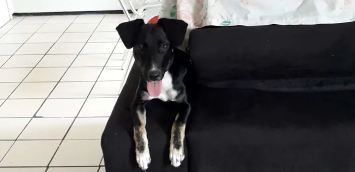 Cachorro ra a Vira lata idade 7 a 11 meses nome Sol