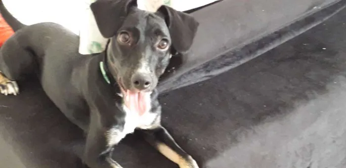 Cachorro ra a Vira lata idade 7 a 11 meses nome Sol