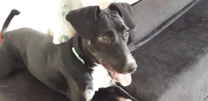 Cachorro ra a Vira lata idade 7 a 11 meses nome Sol
