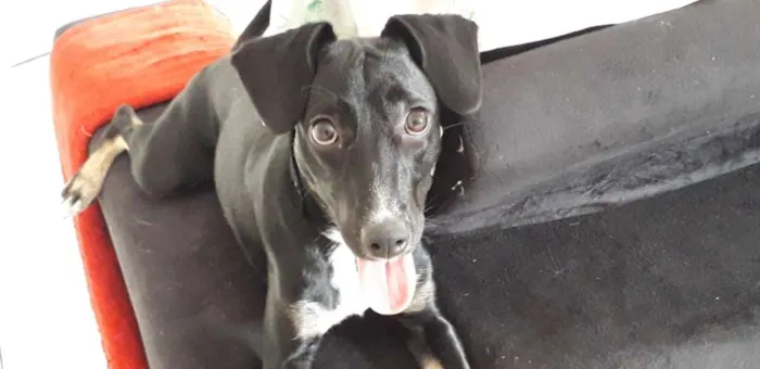 Cachorro ra a Vira lata idade 7 a 11 meses nome Sol