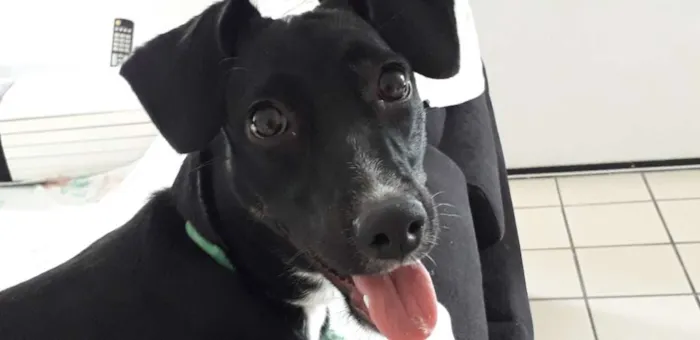 Cachorro ra a Vira lata idade 7 a 11 meses nome Sol