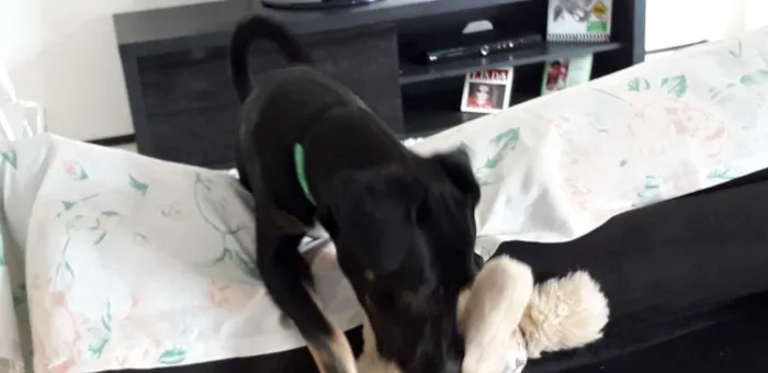 Cachorro ra a Vira lata idade 7 a 11 meses nome Sol
