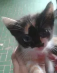 Gatinhos