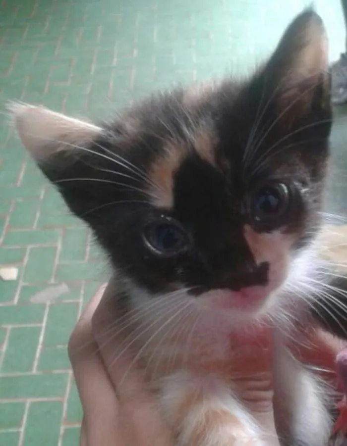 Gato ra a  idade Abaixo de 2 meses nome Gatinhos