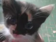 Gatinhos